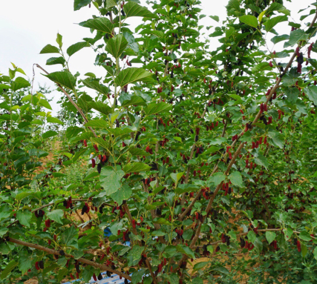 采摘园摘桑葚吃,桑椹采摘园吃桑椹