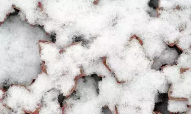 多肉化水叶片要不要摘下来,红宝石多肉掉叶子化水怎么办