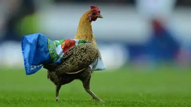 闯入足球场的动物,闯入者外国版叫什么