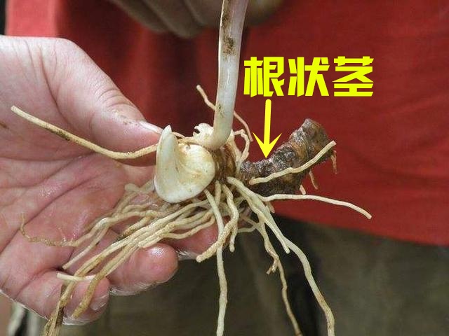 农村老人说七叶一枝花，被蛇咬全靠它，为何看见这花却要当心了