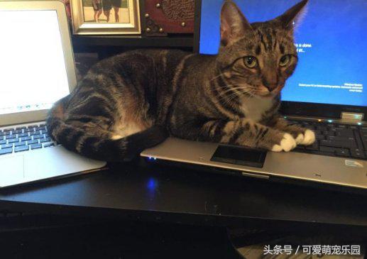 如果抓住猫的尾巴猫会怎么反应,不小心踩到猫咪的尾巴了