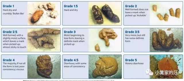 今天我们聊聊狗屎吧！