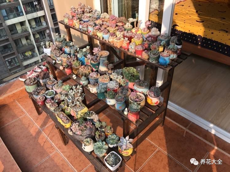多肉有毒到底有多可怕 (各种多肉有毒吗)
