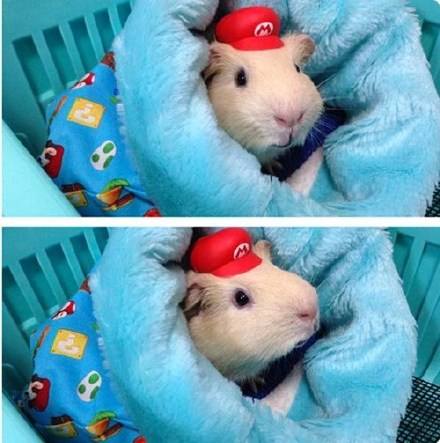 豚鼠应该怎么样饲养