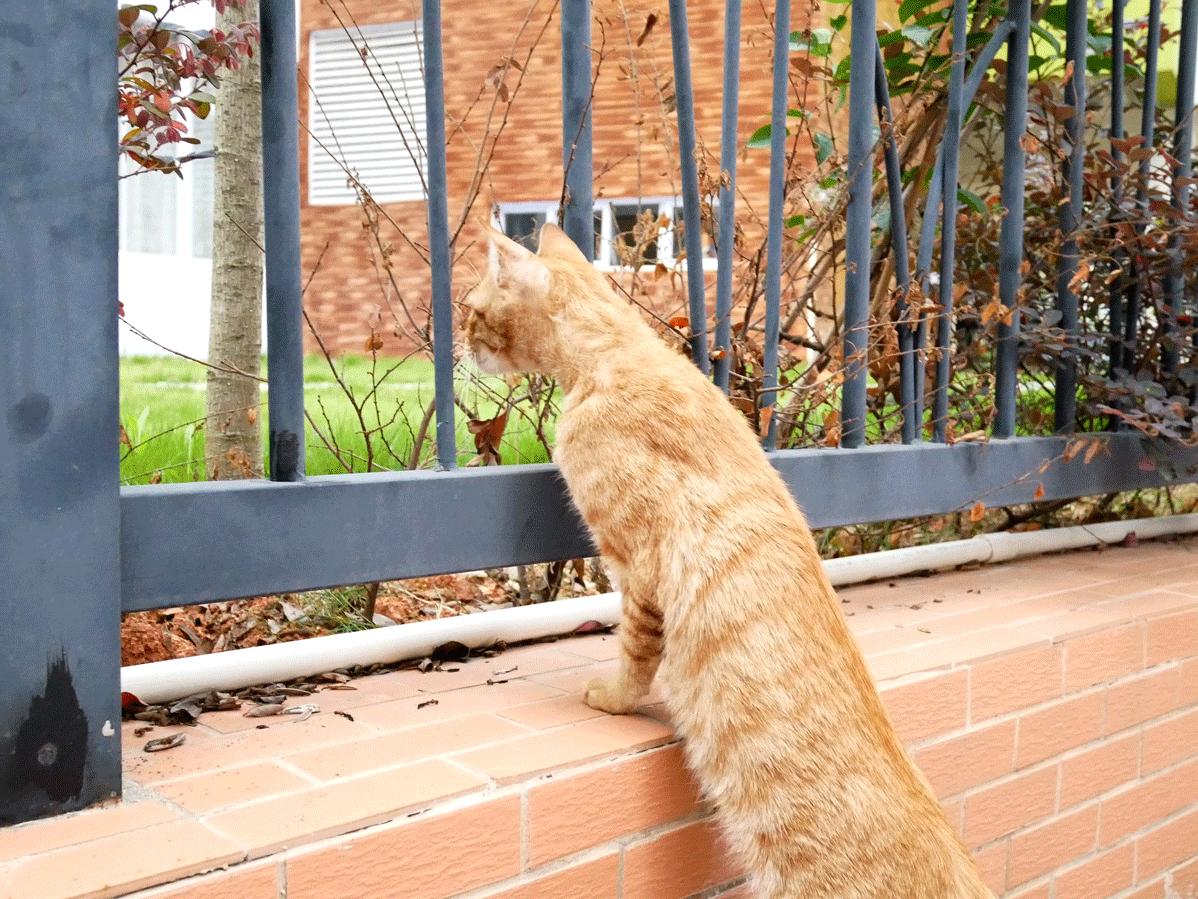 松下gf9可以自拍吗,带女朋友旅游拍照相机推荐