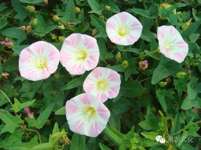 珠海几种常见的花,适合广东地区的观赏植物