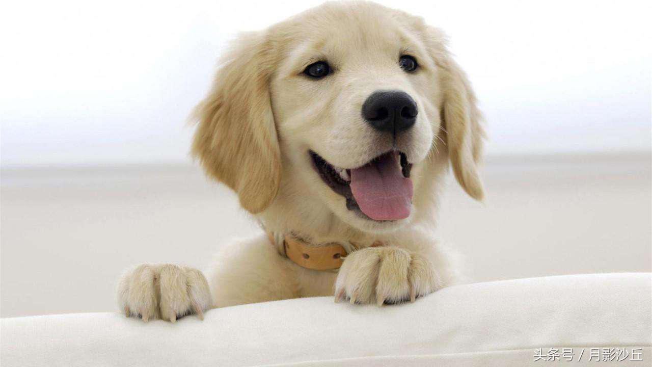 如何正确给狗狗选狗粮,如何为狗狗挑选合适的狗粮