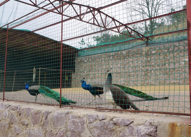 采摘园摘桑葚吃,桑椹采摘园吃桑椹