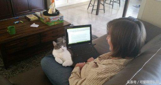 如果抓住猫的尾巴猫会怎么反应,不小心踩到猫咪的尾巴了