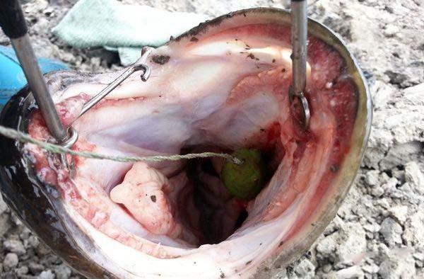 成年黑鱼有多强,野生黑鱼有多强