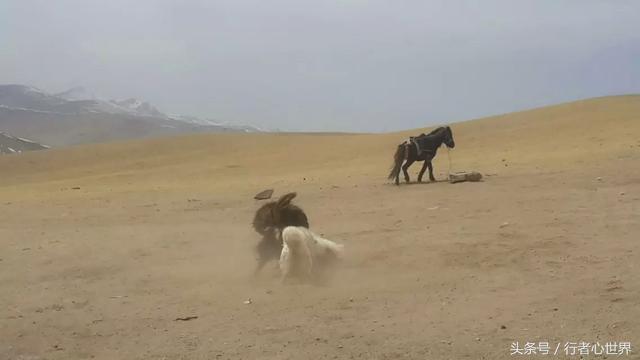 请尊重宠物,不纯的藏獒