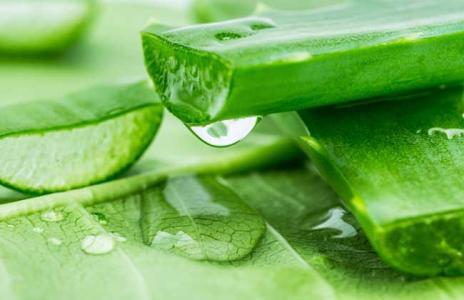 芦荟怎么自制面膜,芦荟黄芪当归祛痘面膜
