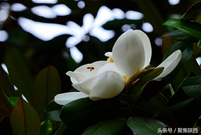 宝鸡：广玉兰我的最爱你是那样的高雅