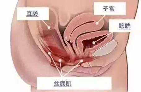 原来身体里面有个“盆儿”他到底有多重要呢？