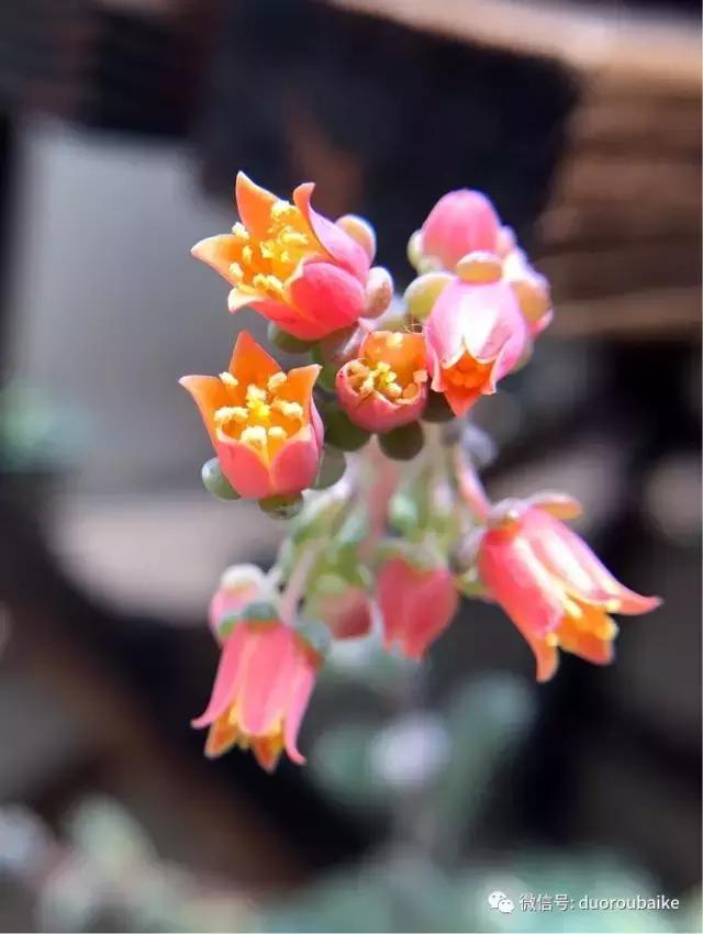 沉浸在花花草草的世界里,沉浸在动物和花海世界中