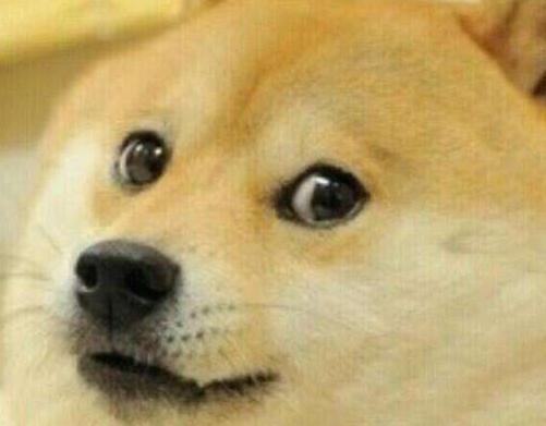 开车撞到宠物怎么处罚视频,开车撞了狗需要赔么