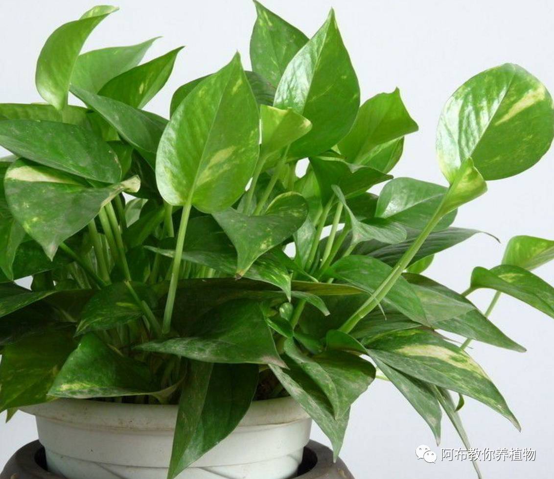 阿布教你养茉莉,阿布教你养植物