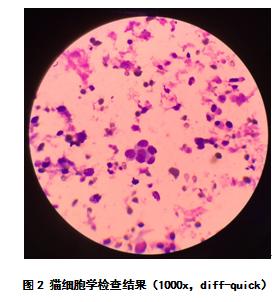 一例猫乳腺管样腺癌的诊治