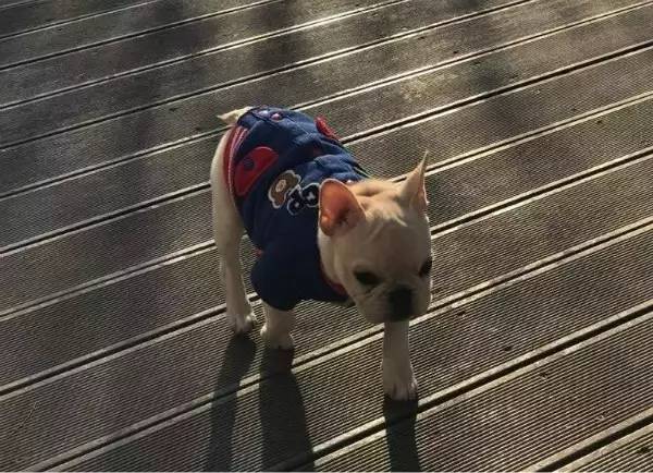 狗狗不懂离别这种复杂的情感,狗狗怎么理解死亡