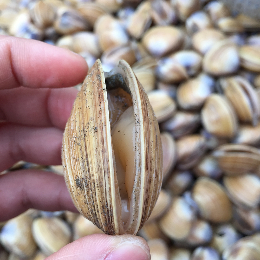 经典海鲜摄影图片,鲜活海鲜摄影技巧