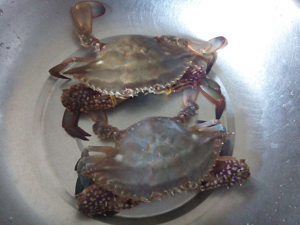 经典海鲜摄影图片,鲜活海鲜摄影技巧