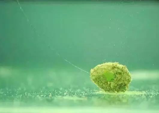 钓大鱼如何用饵料避开小杂鱼,饵料如何避开鲢鱼