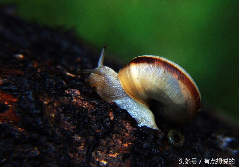 什么时间用蜗牛护肤品效果最好,什么牌子的护肤品有蜗牛成分的