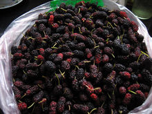 野生拐枣泡酒功效与作用 (这种野果子用来泡酒喝了对身体好)