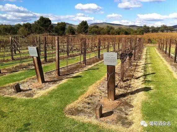 原来葡萄酒是这样喝的,这样的葡萄酒还敢喝吗