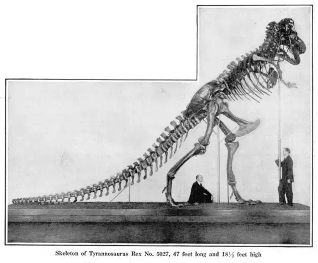 霸王龙体型,霸王龙真的长一身羽毛和厚嘴唇吗