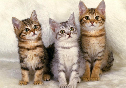 小猫拉稀带血丝有很粘很稠的液体,猫咪软便拉稀带血精神没有问题