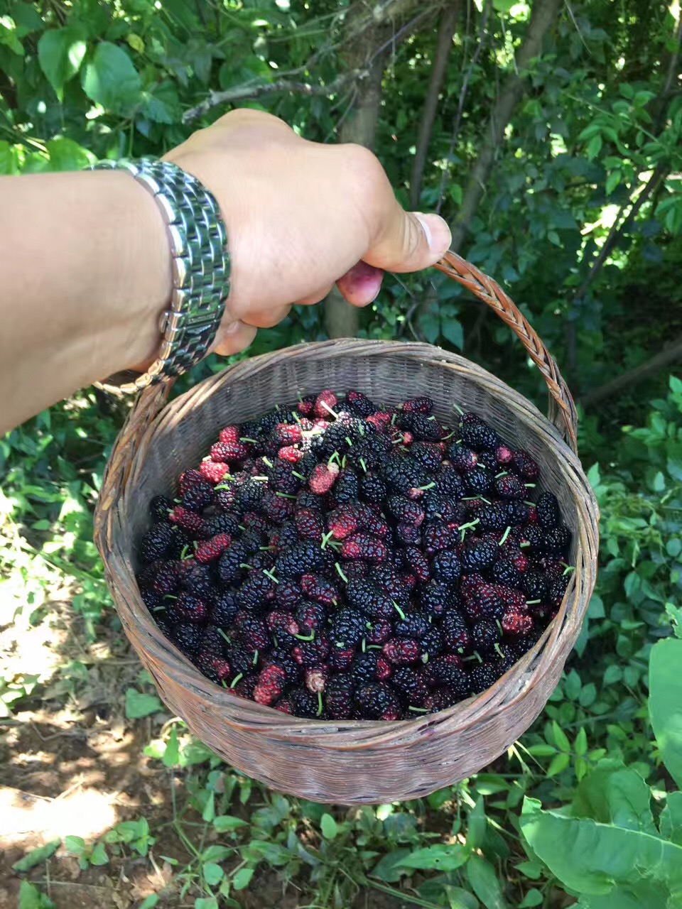 野生拐枣泡酒功效与作用 (这种野果子用来泡酒喝了对身体好)