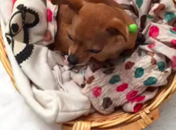 狗狗不懂离别这种复杂的情感,狗狗怎么理解死亡