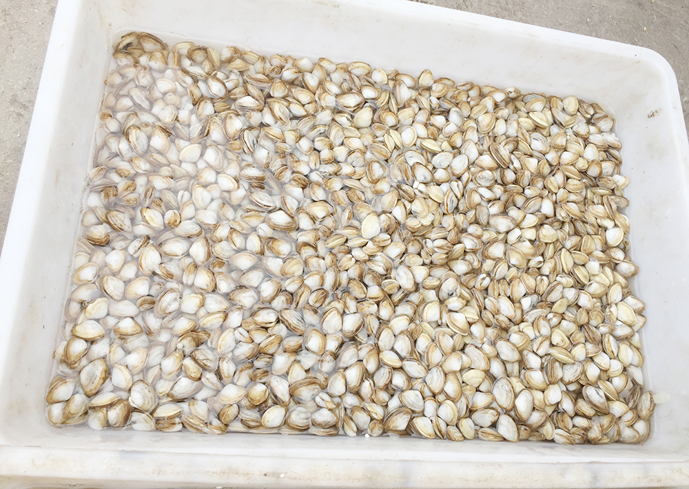 经典海鲜摄影图片,鲜活海鲜摄影技巧