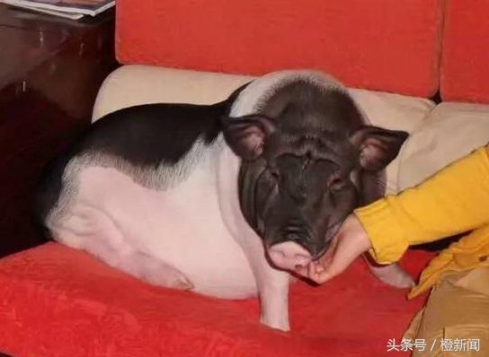 茶杯猪长大后长什么样,茶杯猪能活多久