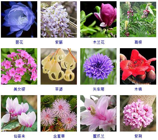 精心整理了150种花卉,还告诉你怎么养!必须收藏