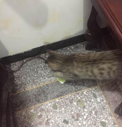 猫咪为什么会叼蛇回来,一只被主人逼疯的喵星人