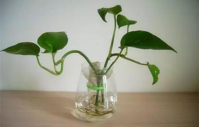 水培绿萝叶子发黄快速补救方法,水培绿萝怎么养才能更旺盛更绿