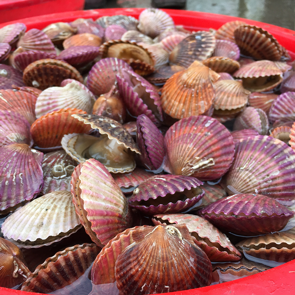 经典海鲜摄影图片,鲜活海鲜摄影技巧