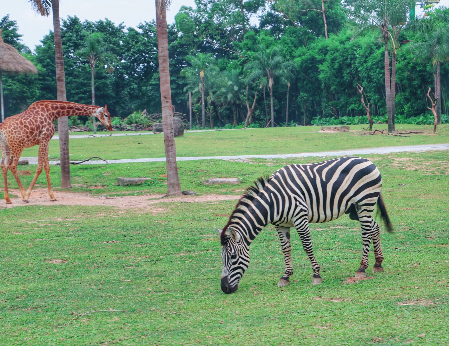 一月广州长隆野生动物园游玩攻略,长隆海洋王国不可错过