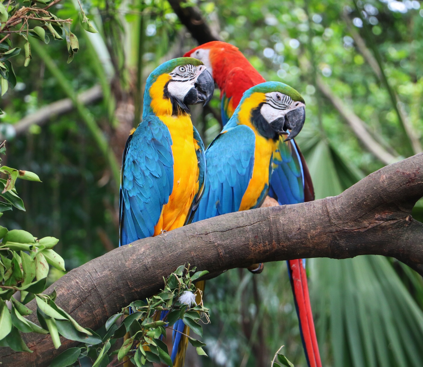 一月广州长隆野生动物园游玩攻略,长隆海洋王国不可错过