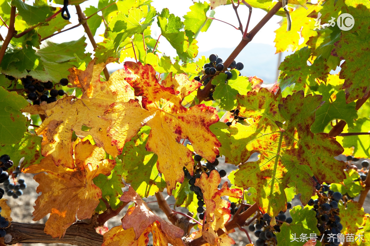 葡萄软梗的解决方法,葡萄落粒如何处理