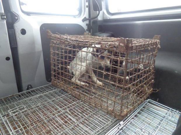 被囚禁多年的狗狗变驼背，放出笼子的那一刻，看哭了很多人！