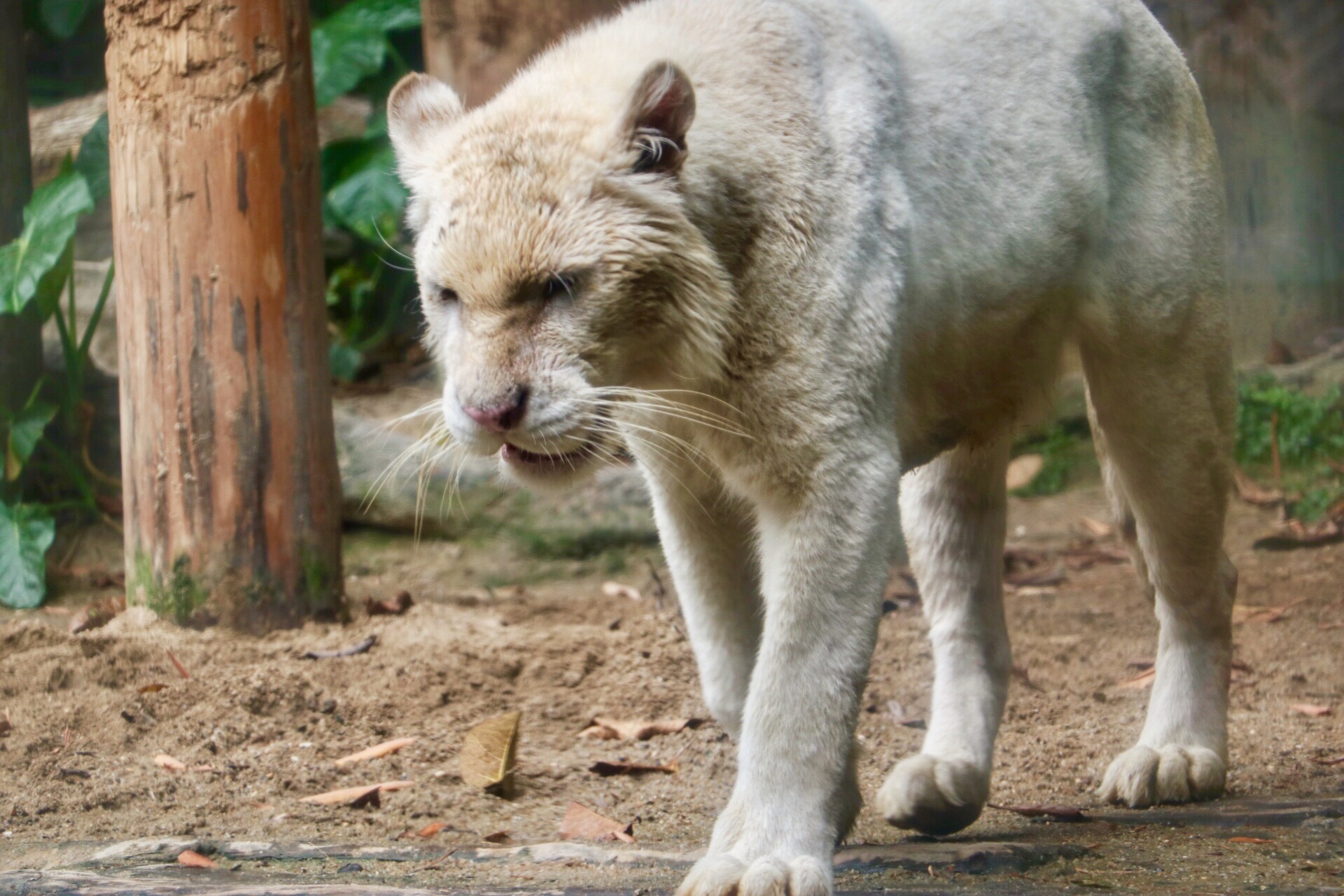 一月广州长隆野生动物园游玩攻略,长隆海洋王国不可错过