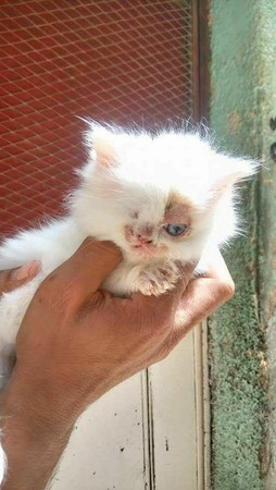 小猫少颗眼又长满癣，他“用爱灌溉”7天就变超美公主