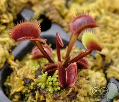 捕蝇草的一些知识,捕蝇草到底应该怎么养