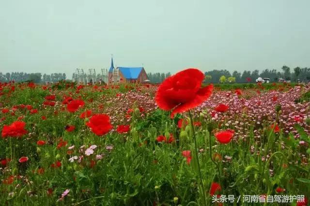 郑州普兰斯薰衣草庄园开门了吗,普兰斯薰衣草庄园能去吗