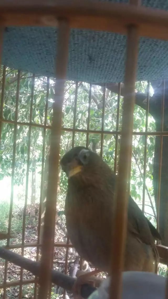 东东画眉鸟套,东东画眉鸟饲料