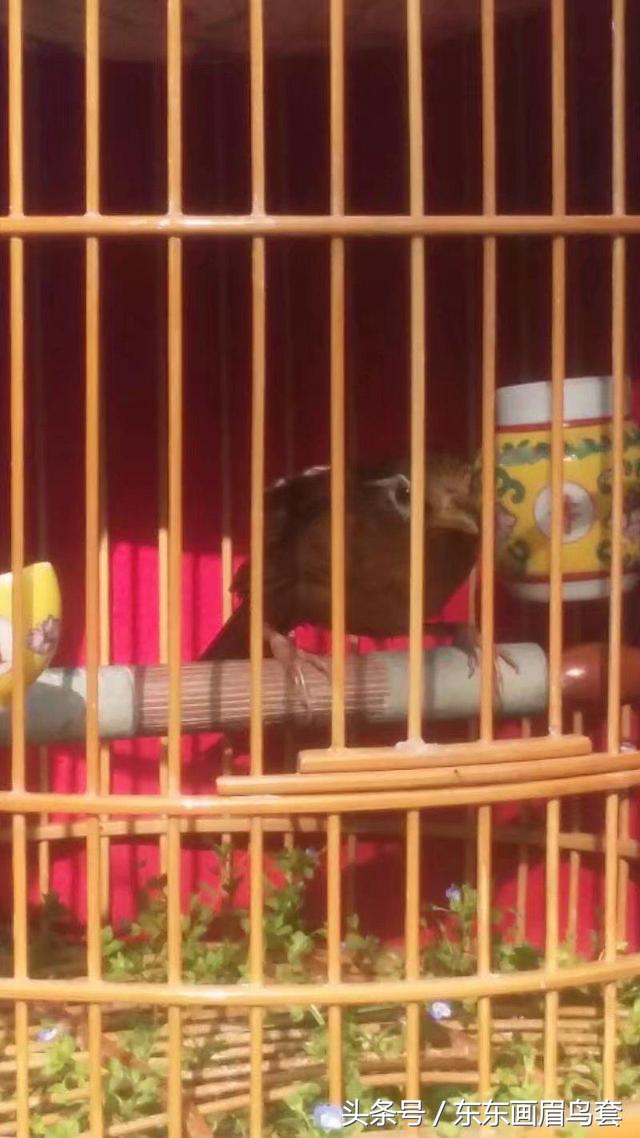 东东画眉鸟饲料,画眉斗鸟的训练与喂养