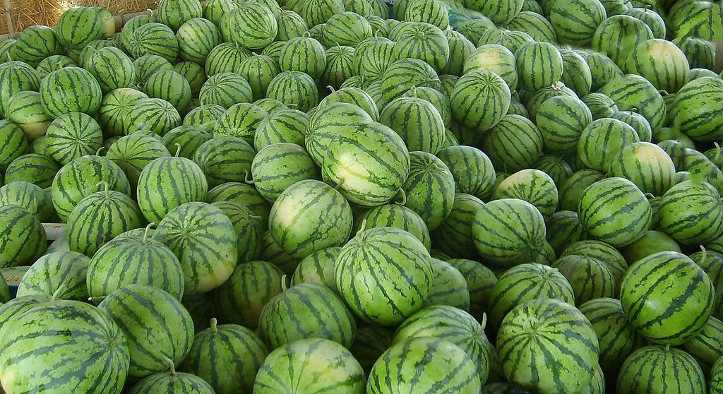 天气热西瓜畅销,最新西瓜价格表